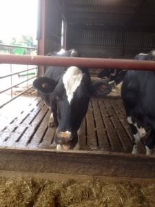 A couple of the Kirkhams cows in their comfy shed, eating away.