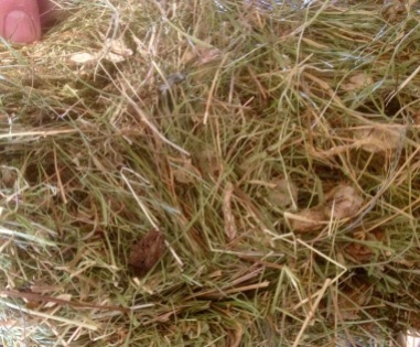 UK Alpine Hay
