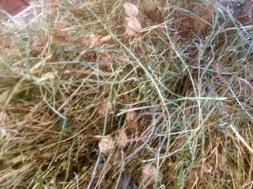 Hay from the Hattans' Pasture