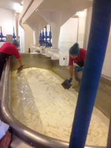 Beginnings of the process of transfering scoops of curd from the side of the vat to the centre. Beginnings of the draining process.